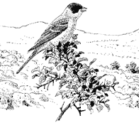 Black-headed bunting
