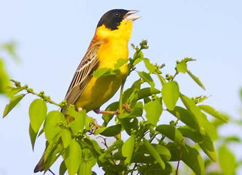 black-headed bunting