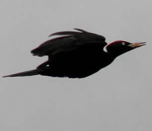 black woodpecker