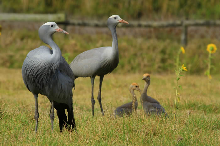 Blue cranes