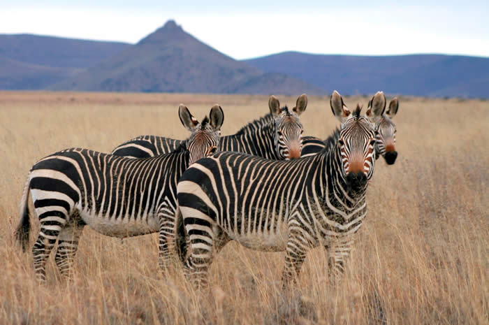 Cape mountain zebras