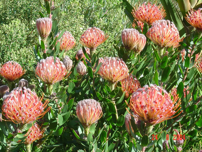 Proteas in flower