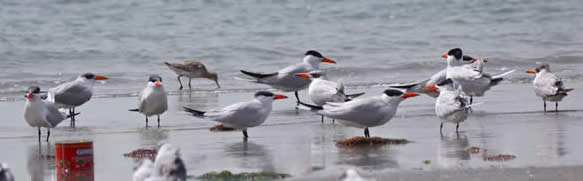 Caspian terns