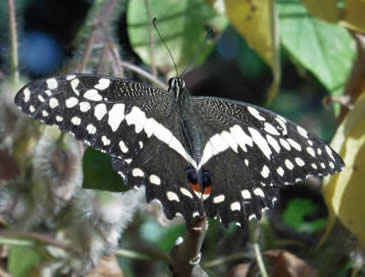 Citrus swallowtail