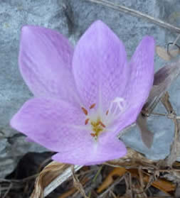 Colchicum lusitanicum