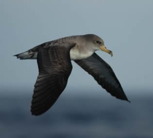 Cory's shearwater (Pedro Geraldes)