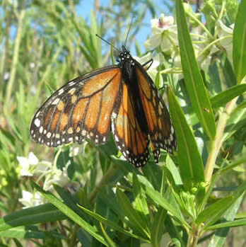 Monarch butterfly on bristle-fruited silkweed