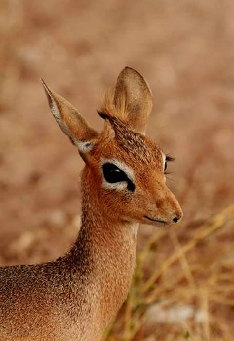 Damara dik-dik