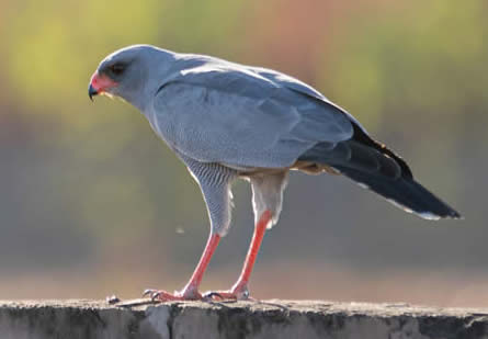 Dark chanting goshawk