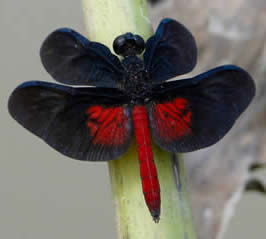 Dark-winged Skimmer, Diastatops pullata