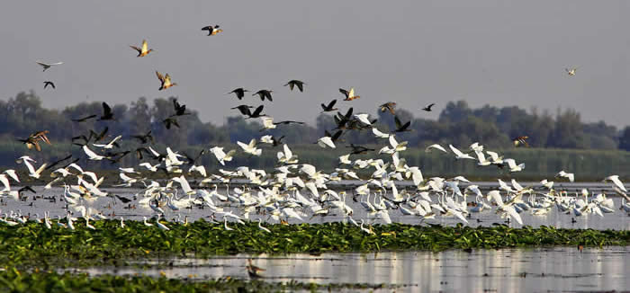 Egrets, ibises and more