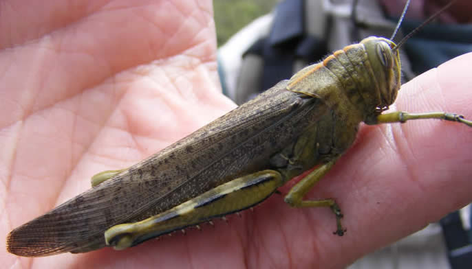Egyptian grasshopper