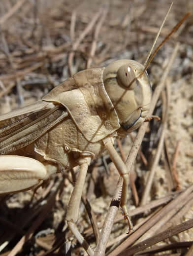 Egyptian locust