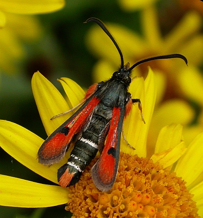 Fiery clearwing