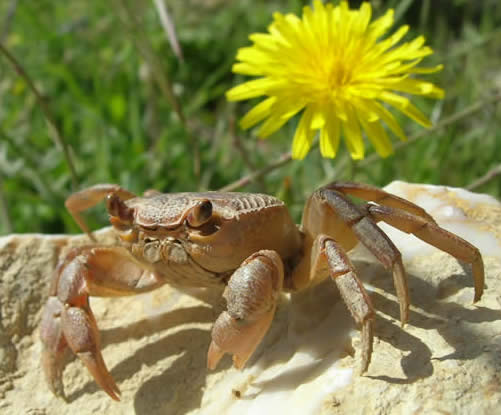 freshwater crab
