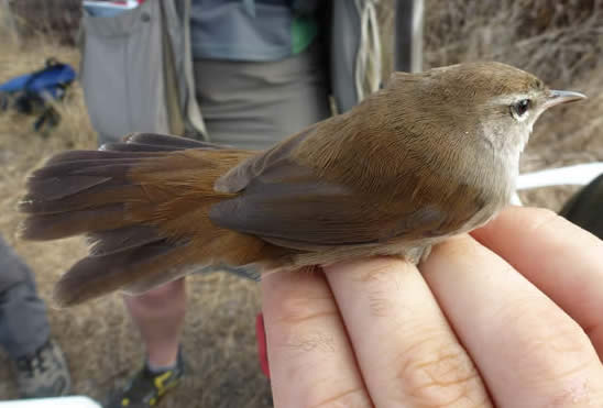 Cetti's warbler