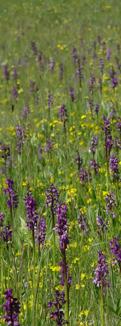 green-winged orchids