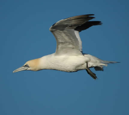 http://www.honeyguide.co.uk/wildlife-holidays/images/GannetbyPedroGeraldes.JPG