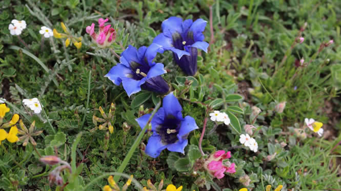 Gentiana angustifolia subsp occidentalis-trumpet gentian