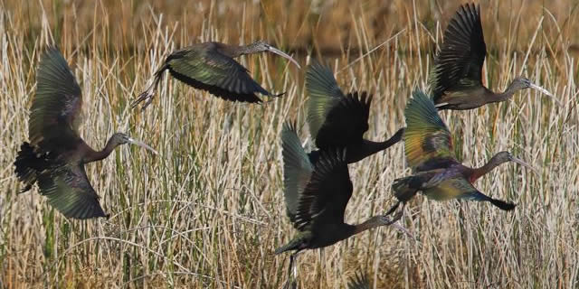 Glossy ibises