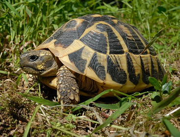 Hermann's tortoise (Ivan Nethercoat)