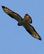 honey buzzard