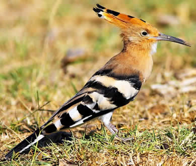 hoopoe