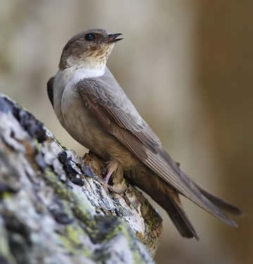 crag martin (Steve Fletcher)