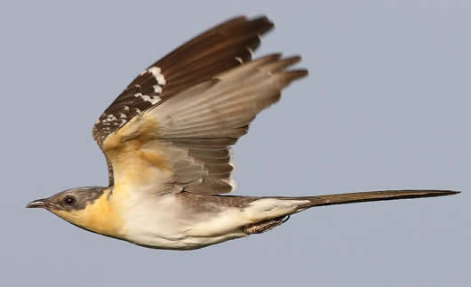 great spotted cuckoo