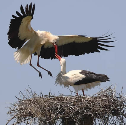 white storks