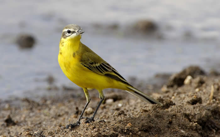 yellow wagtail