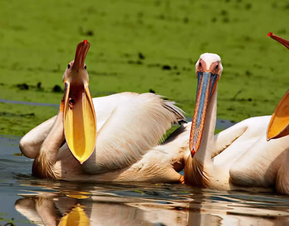 White pelican