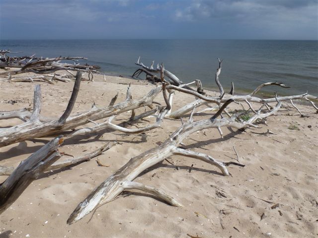 fallen pines on Kolka cape shore