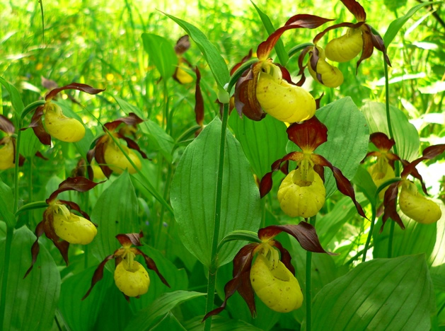 lady's slippers