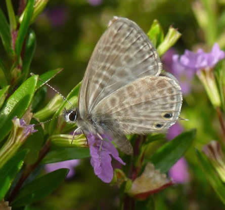 Lang's short-tailed blue