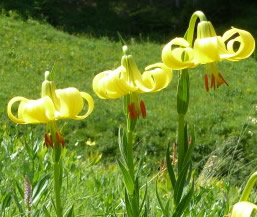 Lilium rhodopeaum