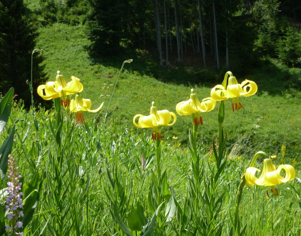 Lilium rhodopeaum