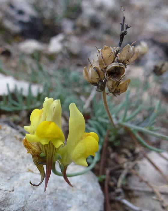 Pyrenean toadflax