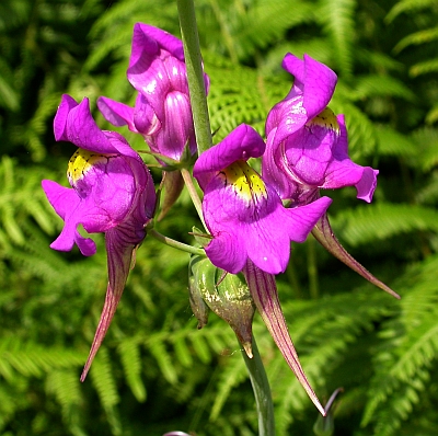 Linaria triornithophora