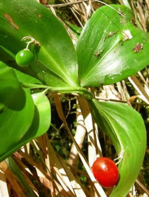 Ruscus streptophyllus