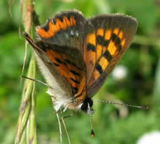 Madeira small copper
