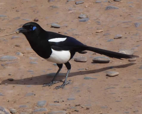 Maghreb magpie
