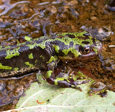 Marbled newt (Triturus marmoratus)