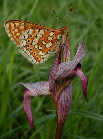 Marsh Fritillary on Common Tongue Orchid