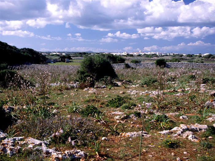 Fields at Matchani Gran