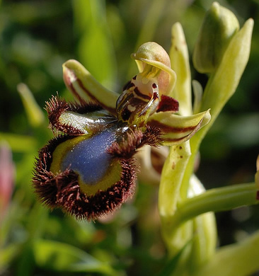 Mirror orchid Ophrys speculum (Ivan Nethercoat)