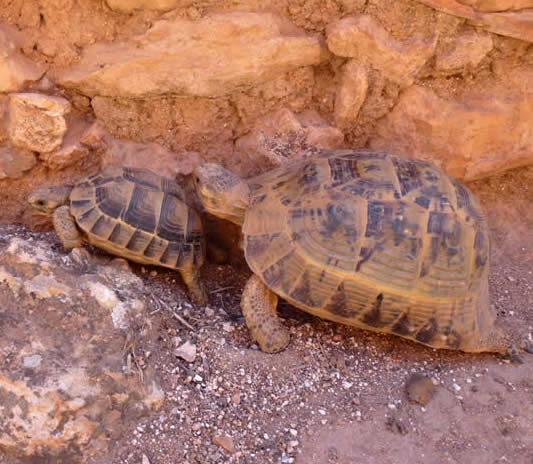 Moorish tortoises