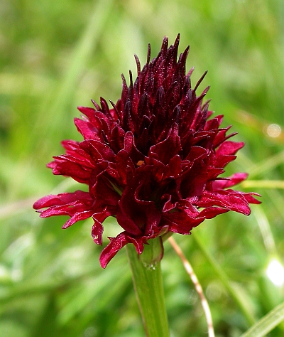 Nigritella gabasiana