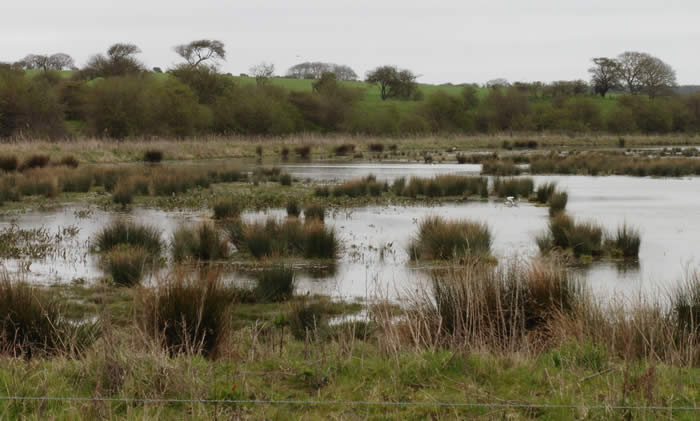 North Point wetlands at Wells