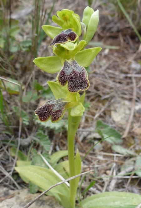 Ophrys lucentina